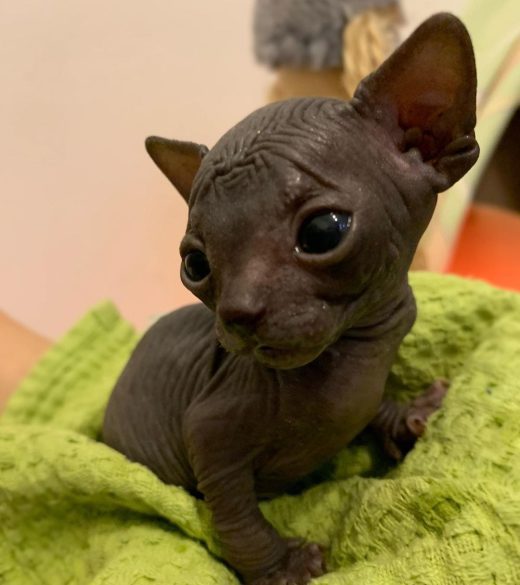 female sphynx kitten