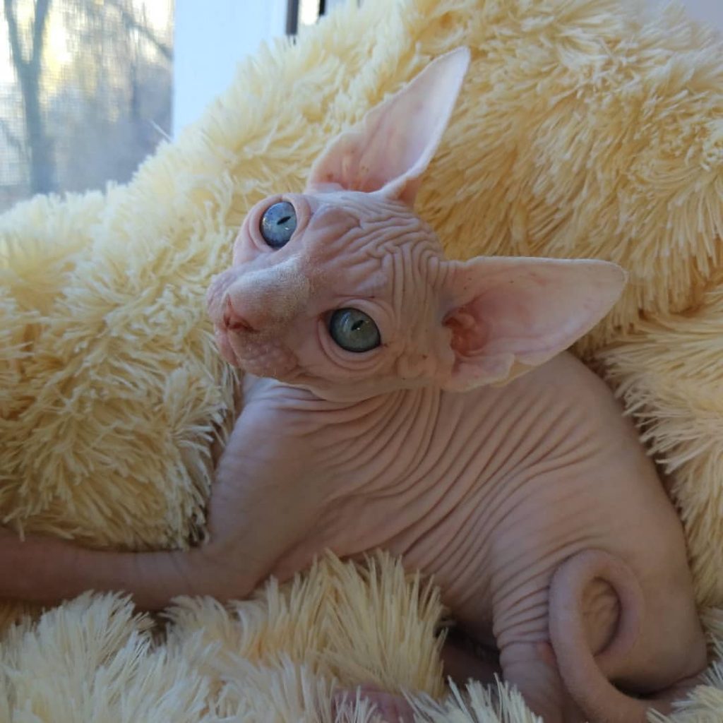 male sphynx