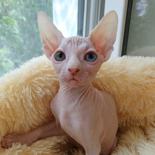 blue eyed sphynx