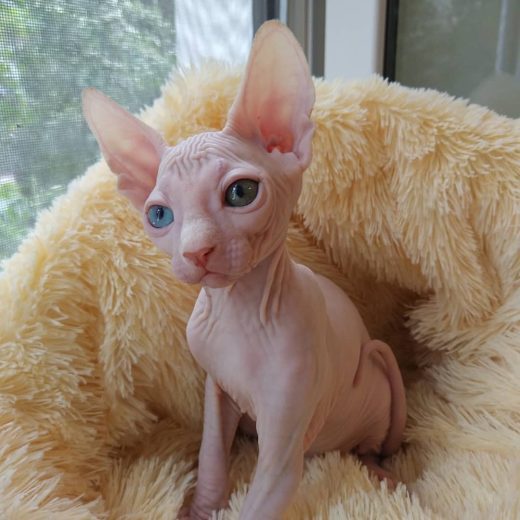 lilac sphynx