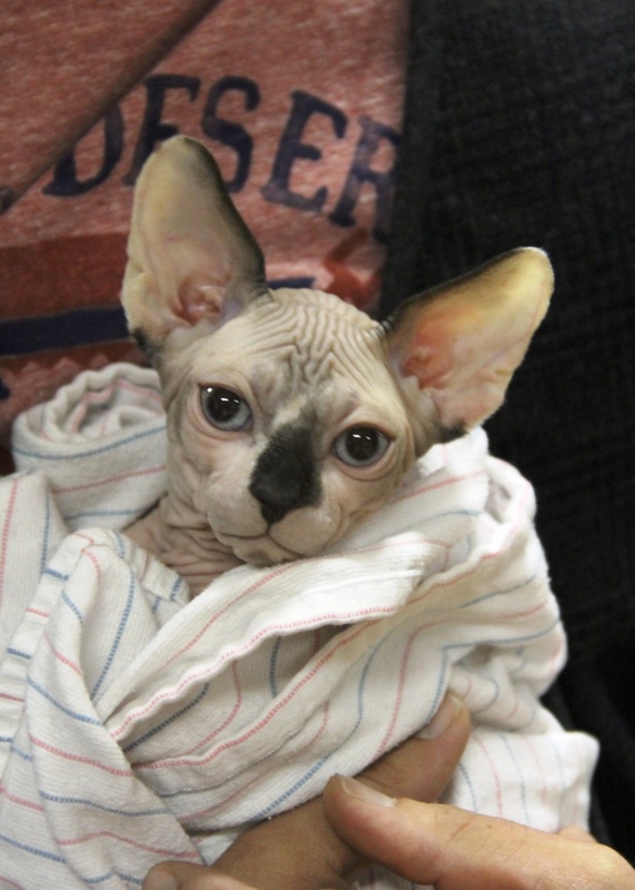 sphynx kittens for sale in usa