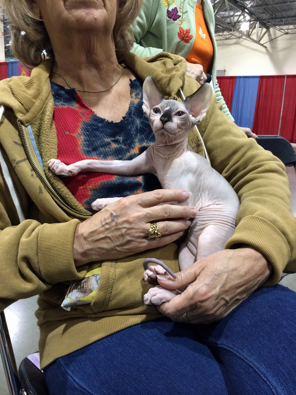 hairless kittens