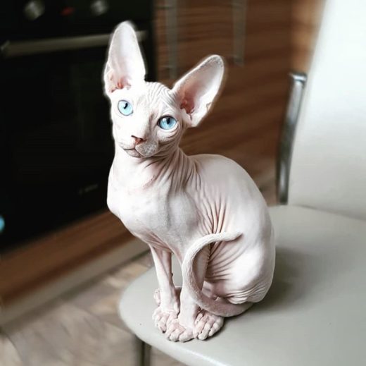 sphynx kittens for sale in usa