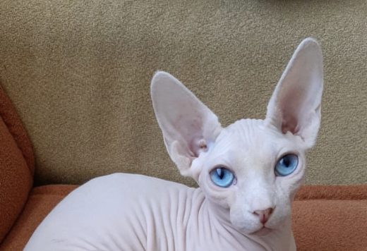 white sphynx female