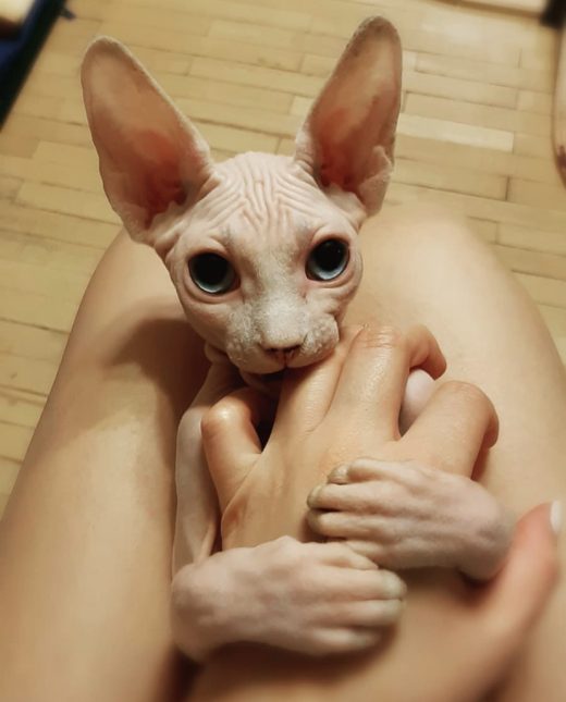 female sphynx cat