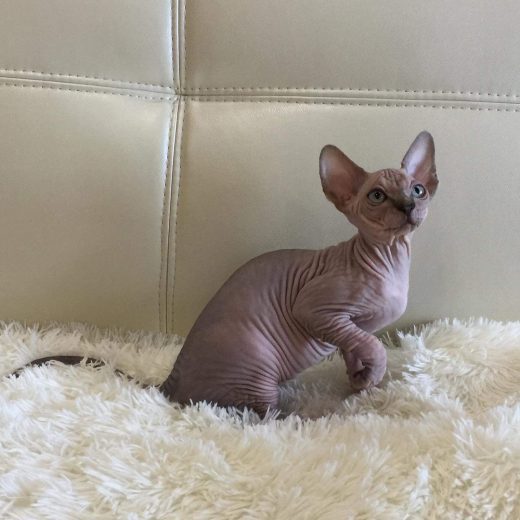 male sphynx kittens for sale