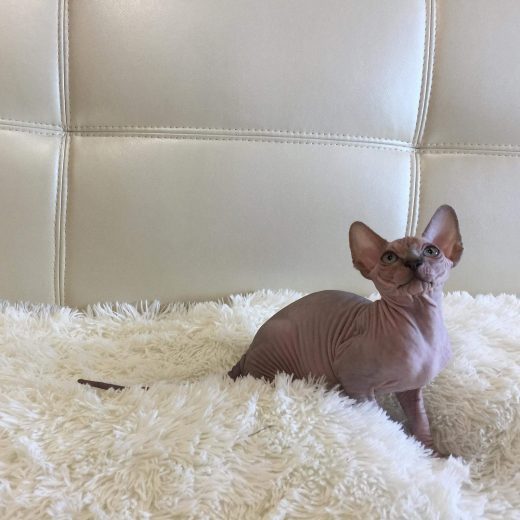 hairless sphynx kitten for sale