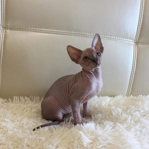 hairless sphynx kitten for sale