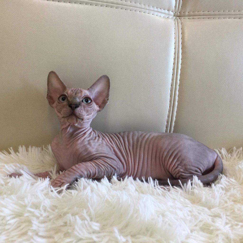 hairless sphynx kitten for sale