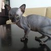 black sphynx cat