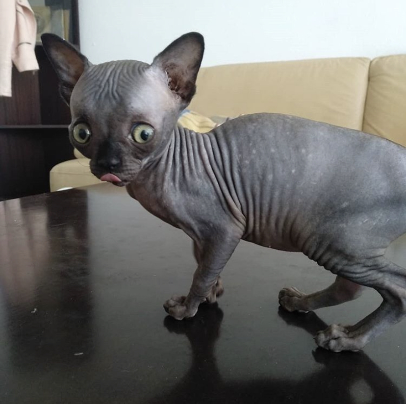 black sphynx cat