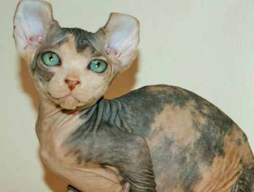 sphynx kittens for sale in new jersy