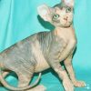 tri color sphynx