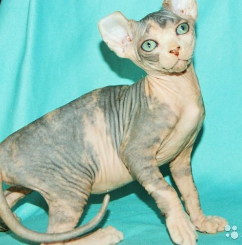 tri color sphynx