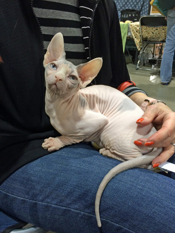 hairless sphynx cats