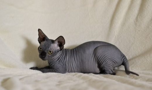 black male sphynx