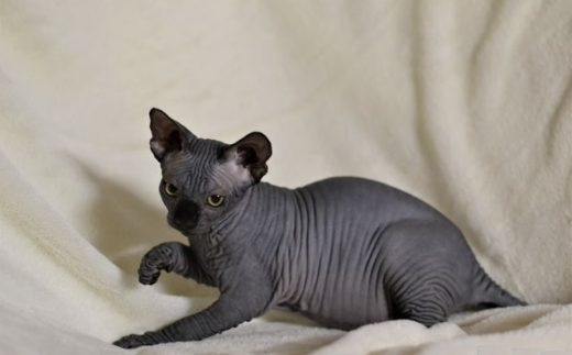 male sphynx kittens for sale in usa