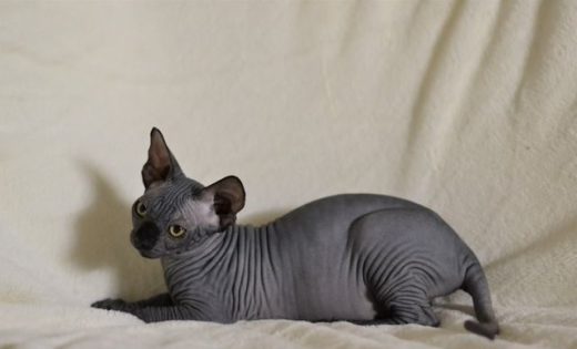 beautiful black sphynx kittens