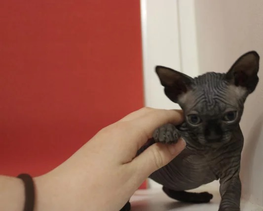 black sphynx cats